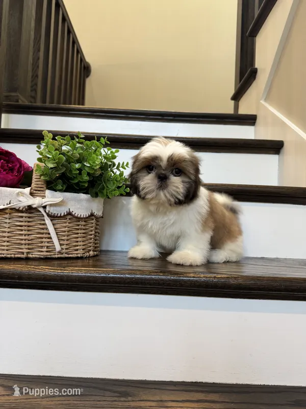 PRINCE – Shih Tzu puppy for sale in Easley, SC
