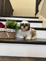 PRINCE, a male Shih Tzu for sale in Easley, SC – 1 of 9