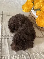 ELK, a male Poodle - Toy  for sale in Easley, SC – 6 of 9