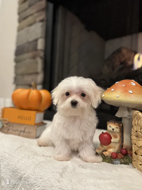 Oakley – Maltese puppy for sale in Easley, SC