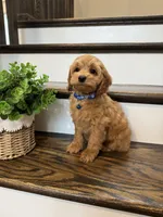 CHESTER, a male Cockapoo for sale in Easley, SC – 2 of 6