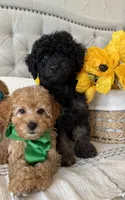 KODA-AKC, a male Poodle - Toy  for sale in Easley, SC – 3 of 4