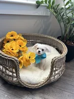 HARVEY- AKC, a male Maltese for sale in Easley, SC – 4 of 10