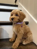 RUBY, a female Cockapoo for sale in Easley, SC – 4 of 5