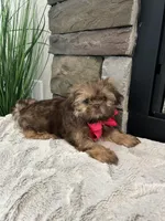 MAISIE, a female Shih Tzu for sale in Easley, SC – Photo 5 of 6