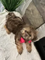 MAISIE, a female Shih Tzu for sale in Easley, SC – Photo 6 of 6