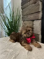 MAISIE, a female Shih Tzu for sale in Easley, SC – Photo 2 of 6