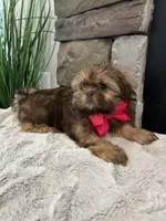 MAISIE, a female Shih Tzu for sale in Easley, SC – Photo 3 of 6
