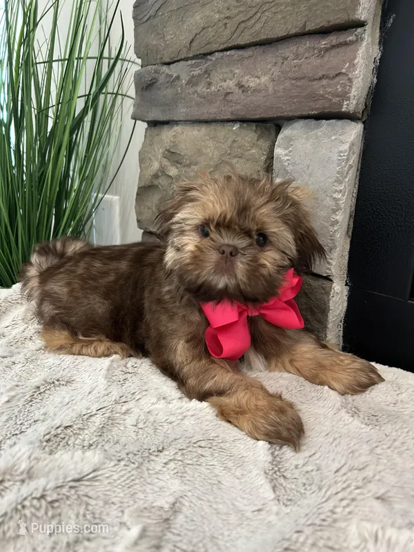 MAISIE – Shih Tzu puppy for sale in Easley, SC
