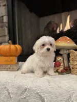 Oakley, a male Maltese for sale in Easley, SC – 4 of 7