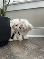 AKC PRINCE, a male Maltese for sale in Easley, SC – Photo 6 of 6