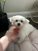 AKC PRINCE, a male Maltese for sale in Easley, SC – Photo 4 of 6