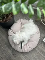 AKC PRINCE, a male Maltese for sale in Easley, SC – Photo 3 of 6