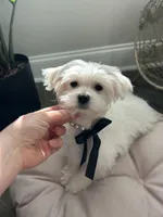 AKC PRINCE, a male Maltese for sale in Easley, SC – Photo 5 of 6