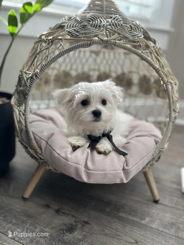 AKC PRINCE – Maltese puppy for sale in Easley, SC
