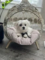 AKC PRINCE, a male Maltese for sale in Easley, SC – Photo 1 of 6