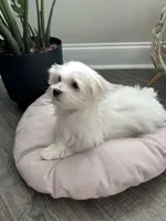 AKC PRINCE, a male Maltese for sale in Easley, SC – Photo 2 of 6