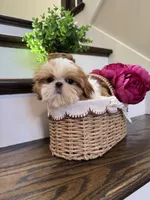 COCO, a female Shih Tzu for sale in Easley, SC – 8 of 8