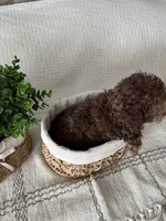 MOOSE, a male Poodle - Toy  for sale in Easley, SC – 3 of 8
