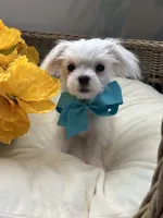 HARVEY- AKC, a male Maltese for sale in Easley, SC – 9 of 10