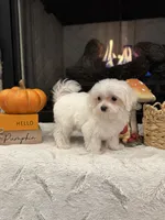 Oakley, a male Maltese for sale in Easley, SC – 2 of 7