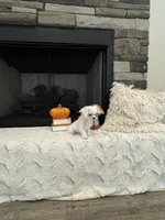 PATCH- AKC, a male Maltese for sale in Easley, SC – 3 of 4
