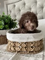 MOOSE, a male Poodle - Toy  for sale in Easley, SC – 1 of 8