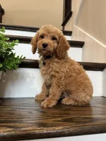 COOPER, a male Cockapoo for sale in Easley, SC – 4 of 6