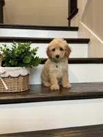 FINN, a male Cockapoo for sale in Easley, SC – 5 of 6