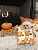 AUTUMN- AKC, a female Maltese for sale in Easley, SC – 8 of 9