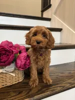 GINGER, a female Cockapoo for sale in Easley, SC – 2 of 8