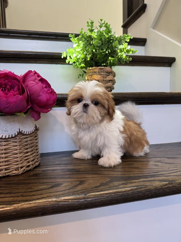 COCO – Shih Tzu puppy for sale in Easley, SC