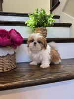 COCO, a female Shih Tzu for sale in Easley, SC – 1 of 8