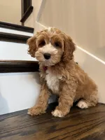COCO, a female Cockapoo for sale in Easley, SC – 5 of 5