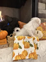 AUTUMN- AKC, a female Maltese for sale in Easley, SC – 2 of 9