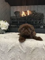 HERSHEY, a male Shih Tzu for sale in Easley, SC – Photo 3 of 6