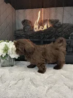 HERSHEY, a male Shih Tzu for sale in Easley, SC – Photo 2 of 6