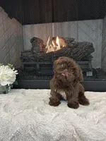 HERSHEY, a male Shih Tzu for sale in Easley, SC – Photo 1 of 6