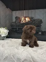 HERSHEY, a male Shih Tzu for sale in Easley, SC – Photo 6 of 6