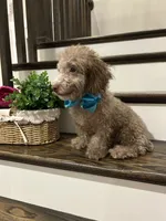 MOOSE, a male Poodle - Toy  for sale in Easley, SC – 2 of 5