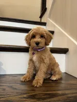 RUBY, a female Cockapoo for sale in Easley, SC – 5 of 5