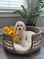 MAYA- AKC, a female Poodle - Miniature  for sale in Easley, SC – 3 of 4