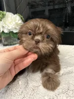 MOCHA, a female Shih Tzu for sale in Easley, SC – Photo 3 of 6