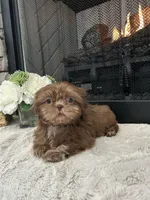 MOCHA, a female Shih Tzu for sale in Easley, SC – Photo 2 of 6