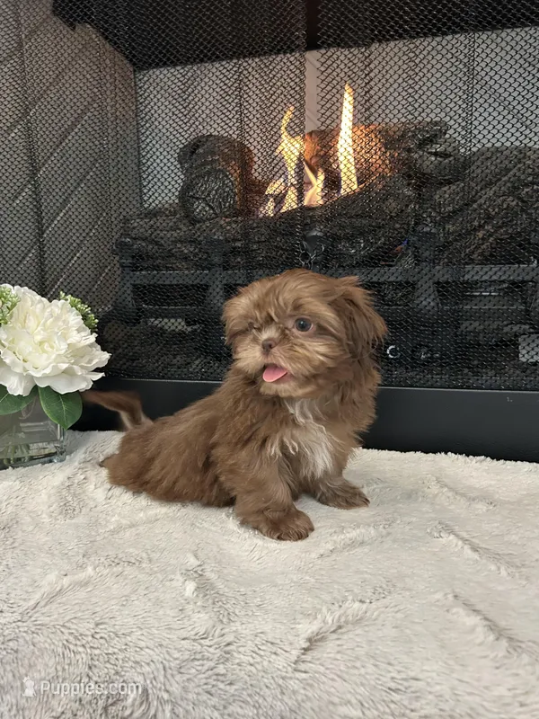 MOCHA – Shih Tzu puppy for sale in Easley, SC