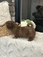 MOCHA, a female Shih Tzu for sale in Easley, SC – Photo 5 of 6