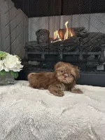 MOCHA, a female Shih Tzu for sale in Easley, SC – Photo 6 of 6