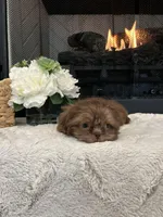MOCHA, a female Shih Tzu for sale in Easley, SC – Photo 4 of 6