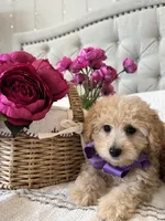 MAYA- AKC, a female Poodle - Toy  for sale in Easley, SC – 2 of 4