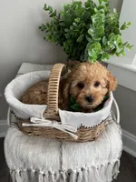 MARLO- AKC, a male Poodle - Toy  for sale in Easley, SC – 2 of 6